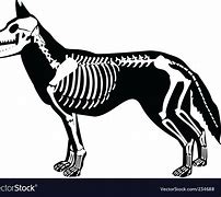 Image result for Dog X-ray Cartoon