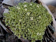 Image result for Arenaria alfacarensis