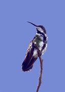 Image result for Aglaeactis Trochilidae