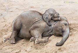 Image result for Baby Elephant Sleeping