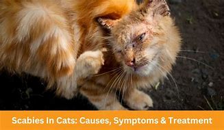 Image result for Cat Scabies