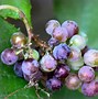 Image result for Grape Vine Spacing