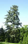 Image result for Abies pinsapo Montejaque