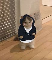 Image result for Standing Cat Meme PFP