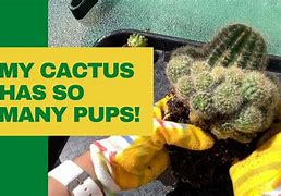 Image result for Lollipop Cactus Pups