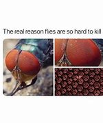 Image result for Fly with Sharingan
