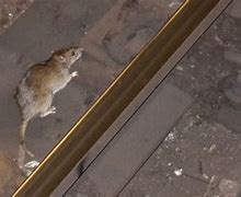 Image result for New York Subway Rats