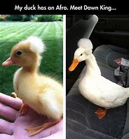 Image result for Baby Duck Meme