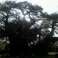 Image result for Sunland Baobab
