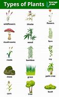 Image result for What Are Some Plant Types in Prospect Park