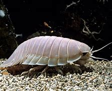 Image result for Giant Water Isopod