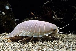 Image result for Deep Sea Isopod