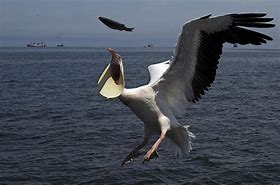 Image result for Pelican Catching Fish