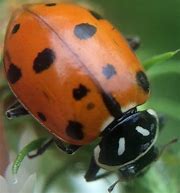 Image result for "lady-beetle-(hippodamia-convergens)"