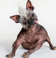 Image result for Ugly Funny Dog Pics