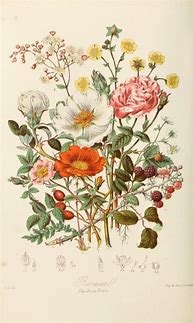Image result for Botanical Art Prints