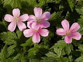 Image result for Geranium endr. Wargrave Pink