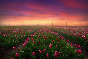 Image result for Holland Tulips