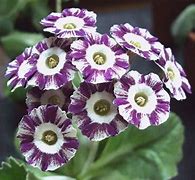 Image result for Primula auricula Neat and Tidy