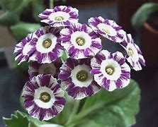 Image result for Primula auricula Claudia Taylor