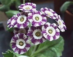 Image result for Primula auricula Old Smokey