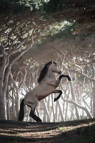 Image result for Wild Horses Rearing