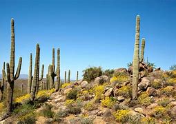 Image result for Sonoran Desert Trees Arizona