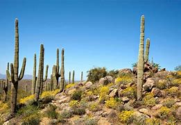 Image result for Sonoran Desert Trees Arizona