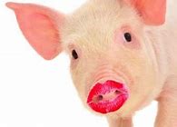 Image result for Lipstick On a Pig Meme