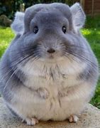 Image result for Fat Baby Animals