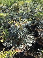 Image result for Mahonia eurybracteata Sweet Winter