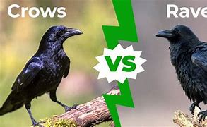 Image result for Are Ravens Crows