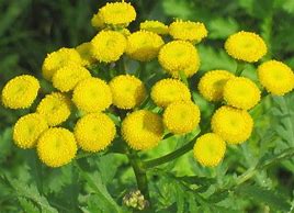 Image result for Yellow Button Flowers
