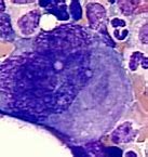 Image result for Biggest Cells On Earth