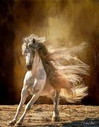 Image result for Andalusian Horse Photography