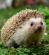 Image result for American Hedgehog