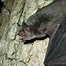 Image result for Gray Bat Habitat