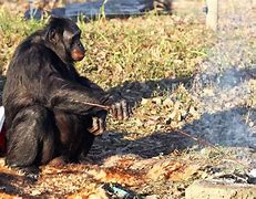 Image result for Kanzi the Bonobo