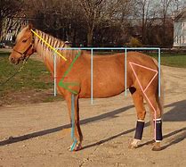 Image result for Horse Front Leg Conformation