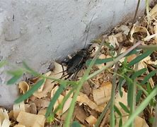 Image result for Giant Cricket Outline