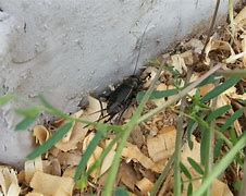 Image result for Cricket Animal