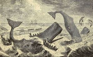Image result for Sperm Whale Under Ship