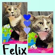 Image result for Felix Domestic US