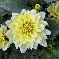 Image result for Dahlia Berliner Lemon