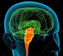 Image result for Medulla Yellow