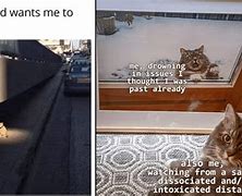 Image result for Weekly Cat Memes