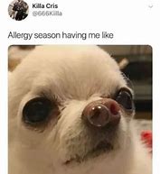 Image result for Allergy Sneeze Meme