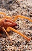 Image result for Camel Spider Range Map