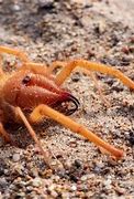 Image result for Picture of a Camel Spider