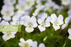 Image result for Viola Icy but Spicy (Cornuta-Group)